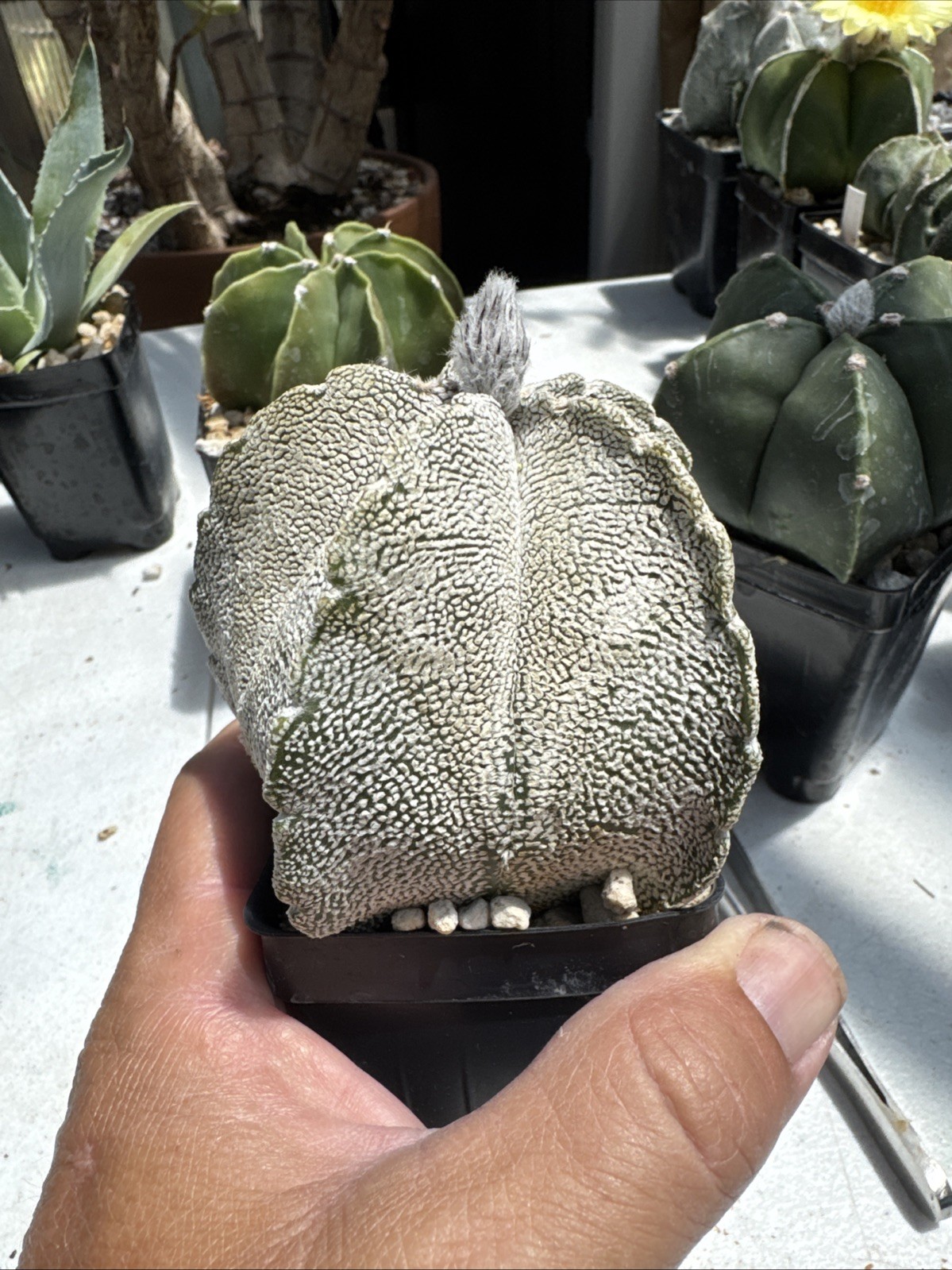 Astrophytum myriostigma Cactus Succulent Live Plant gallery