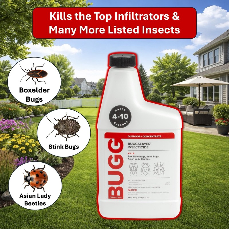 - Concentrate - Outdoor Box Elder Bugs, Stink Bugs, Asian Lady - 16 oz Bottle gallery