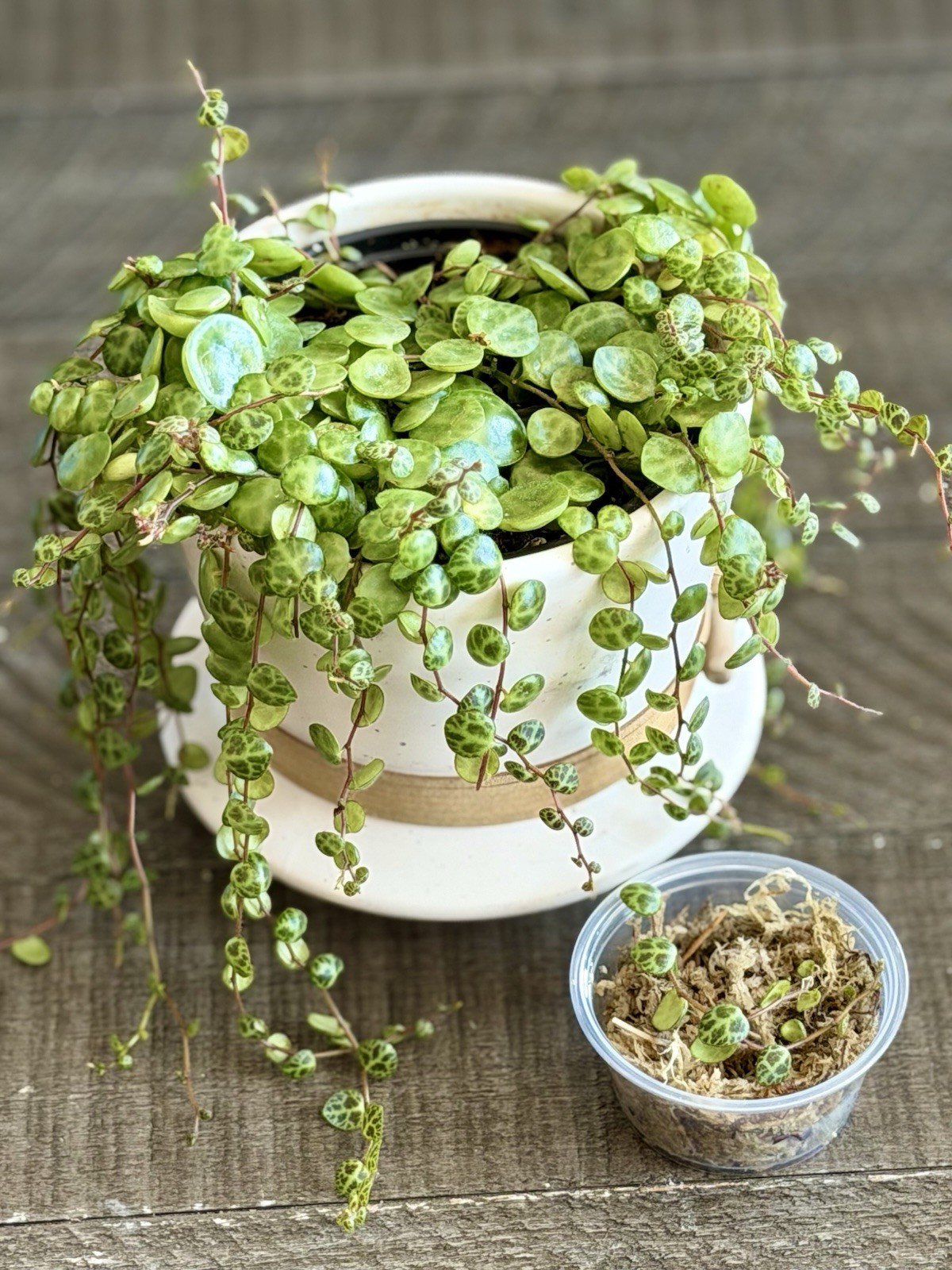 🐢 String Of Turtles - Peperomia Prostrata - Plant Start Propagation Kit gallery
