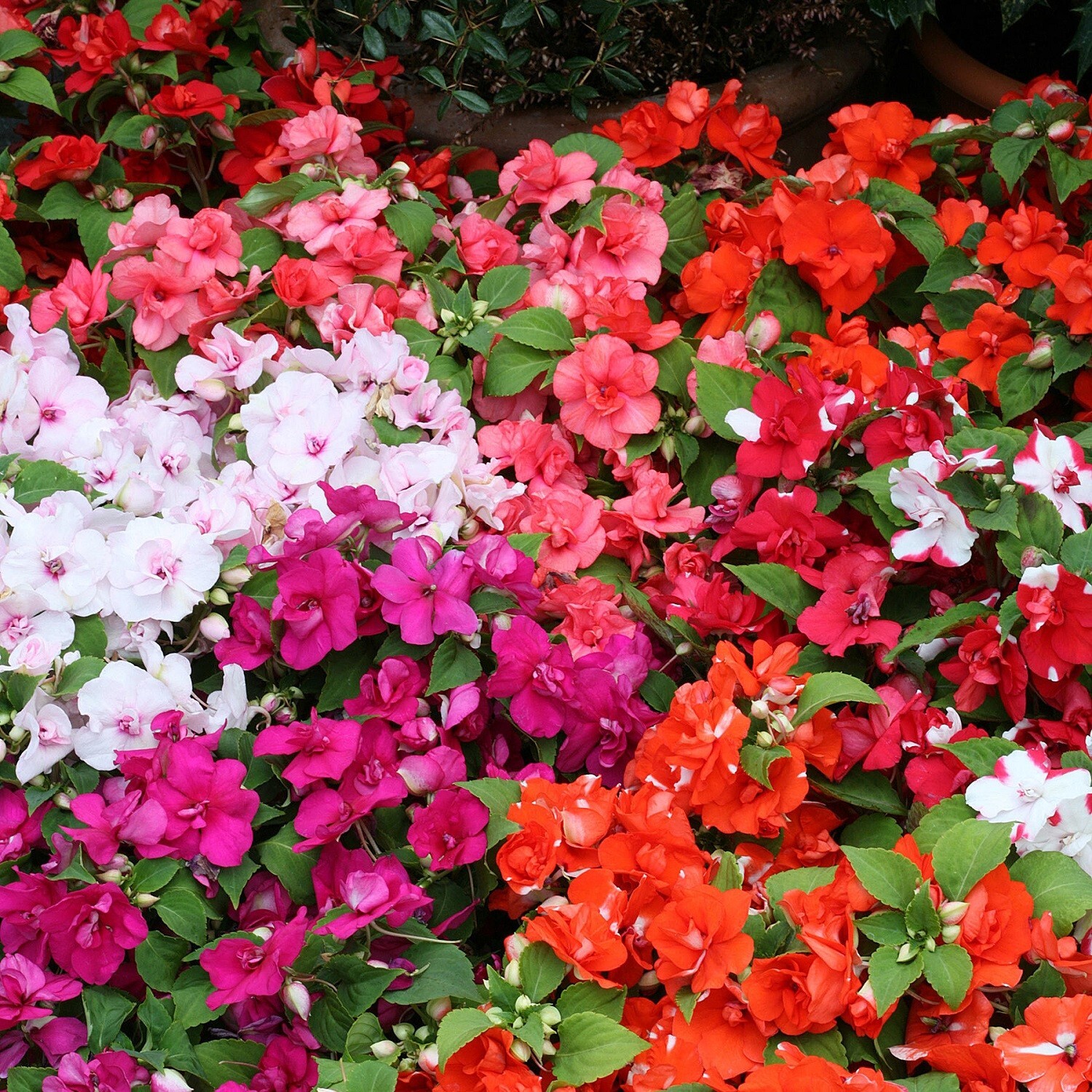 Impatiens Seeds 25 Athena Mix Trailing Impatiens F1 Variety gallery