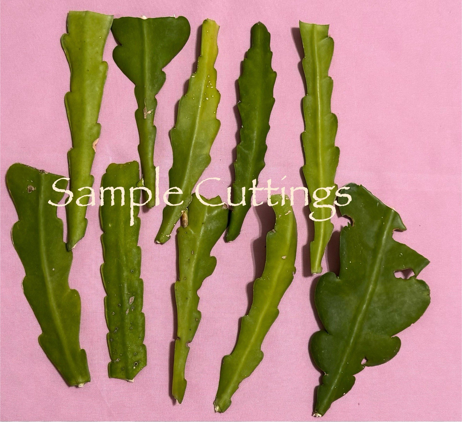 10 Assorted Mystery Unknown Colors Epiphyllum Cuttings Orchid Cactus Succulents gallery