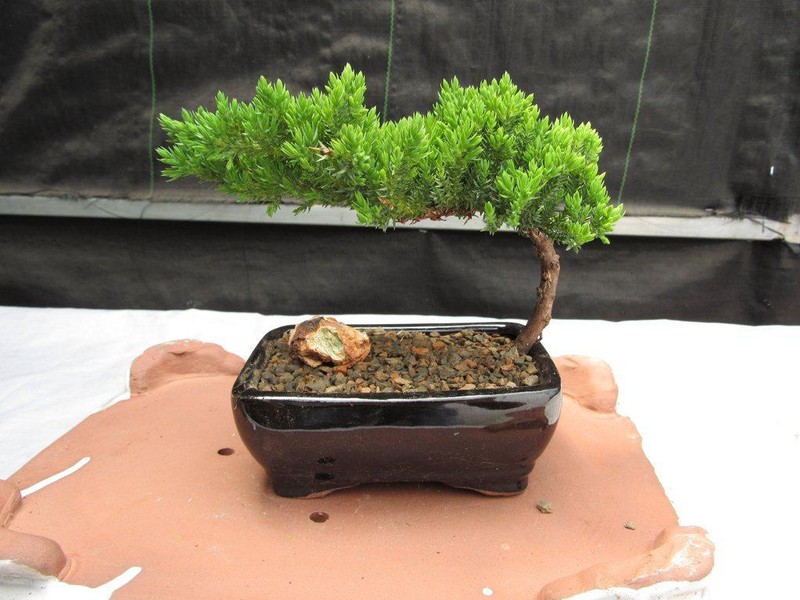 Juniper Bonsai Tree - Small gallery