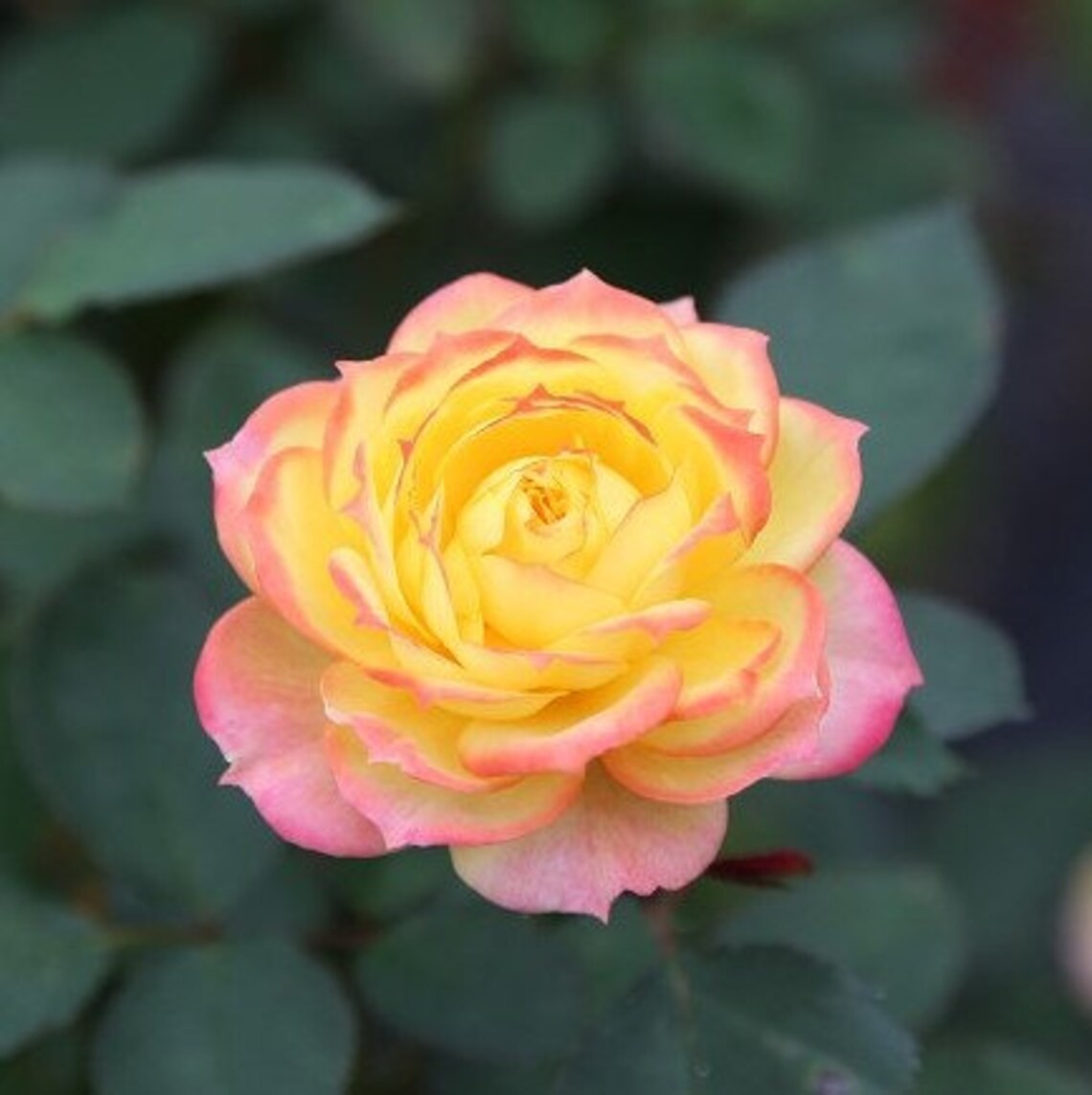 Colorful Rose Seeds, 50pcs/pack gallery