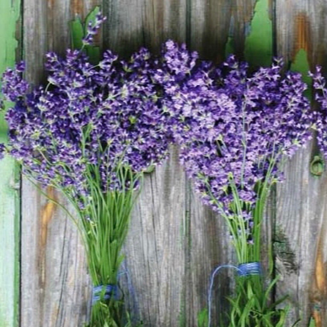100++ Lavender Seeds - Munstead (Lavandula angustifolia) Flower Herb Seeds - USA gallery