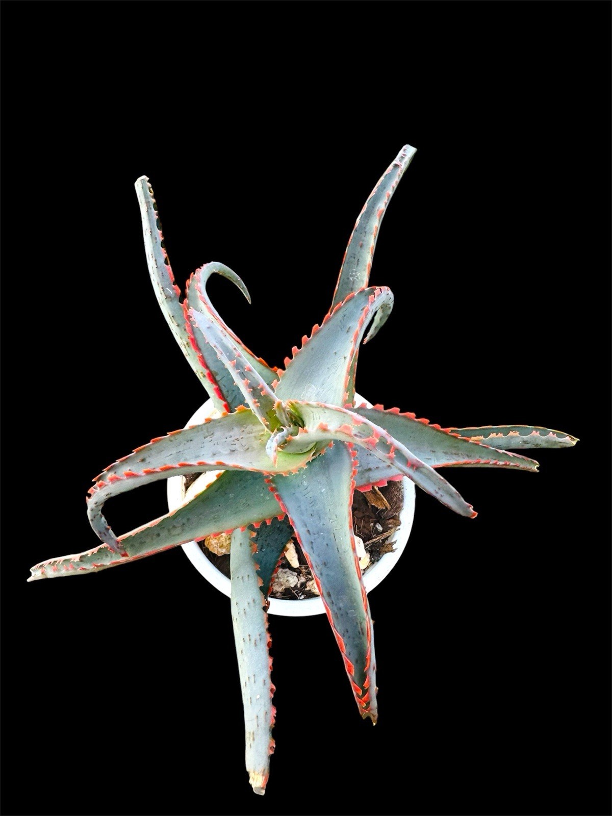 Aloe ‘Sunset’ Rare Colorful Aloe – Blue Green Leaves with Bright Red Coral Edges gallery