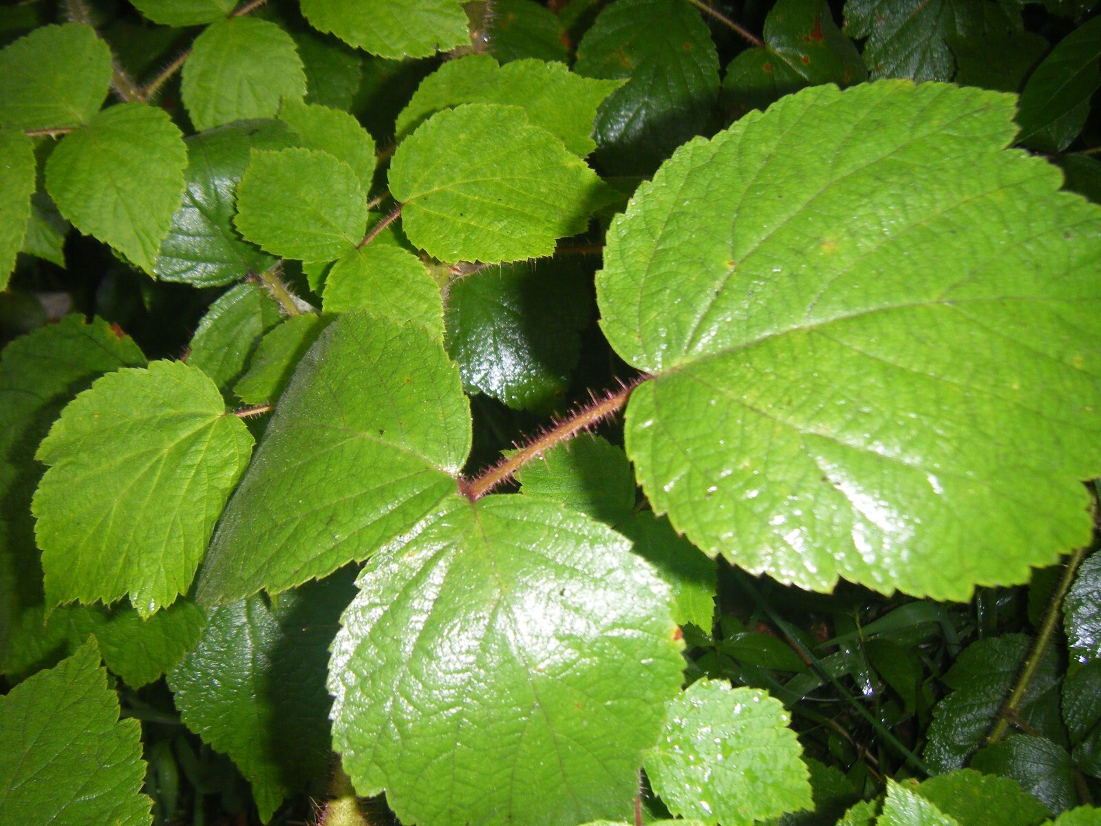1 Live Fresh 5 Inch Growth & Root Japanese Raspberry Plant Root with Growth gallery