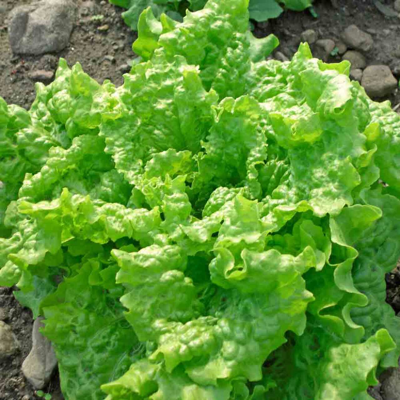 1000 BLACK SEEDED SIMPSON LETTUCE SEEDS ~ heirloomseedguy ~ 2026 ~ NON-GMO gallery