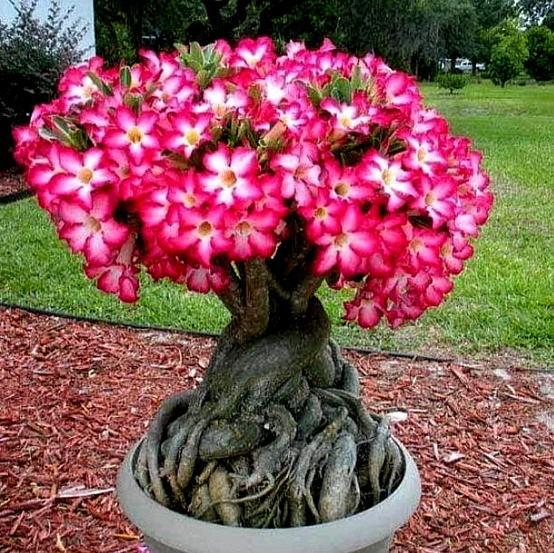 Pink Desert Rose Live Starter Plant - Ship No Pot - Adenium Obesum Plant gallery