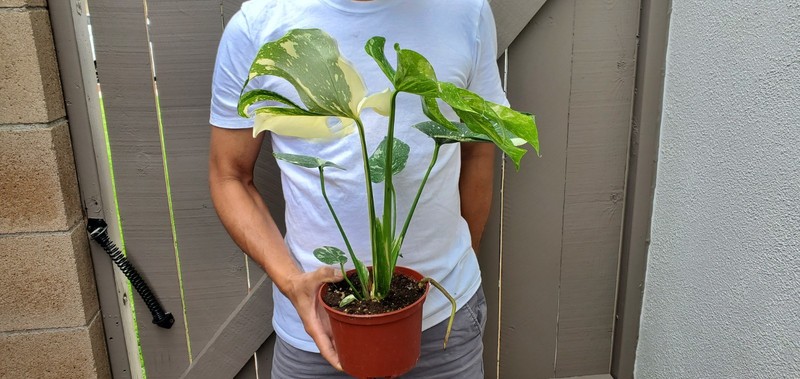 Thai Constellation Monstera Plant gallery