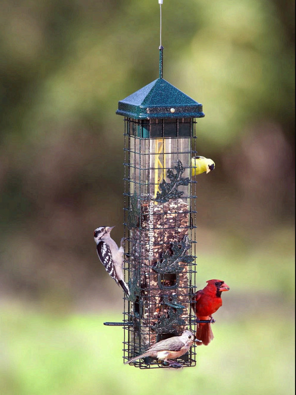 Squirrel Solution200 Squirrel-proof Bird Feeder w/6 Feeding Ports, 3.4-pound gallery