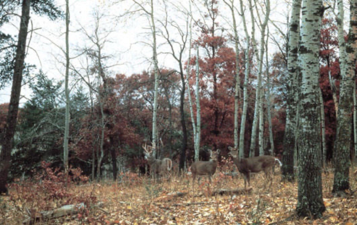 Wall Mural Deer In Fall Scene. Home Interior Wall. 13ft. 8in.X8ft. 8in. gallery