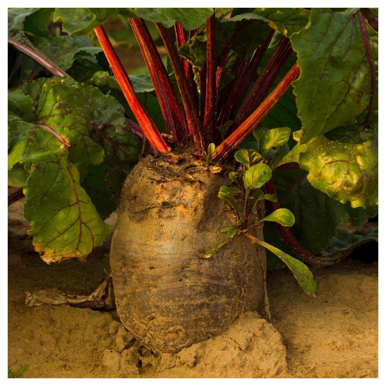 Red Mammoth Fodder Beet Seeds, NON-GMO, Mammoth Mangold, Heirloom, FREE SHIPPING gallery