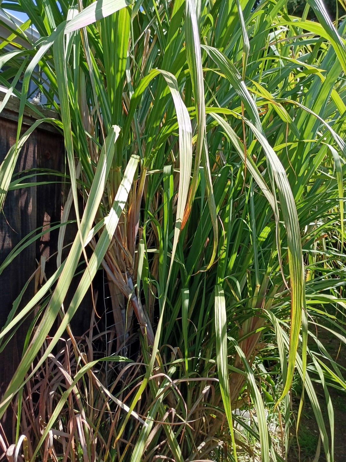 4 FRESH CUT PURPLE SUGARCANE California Grown NON GMO FREE SHIPPING gallery