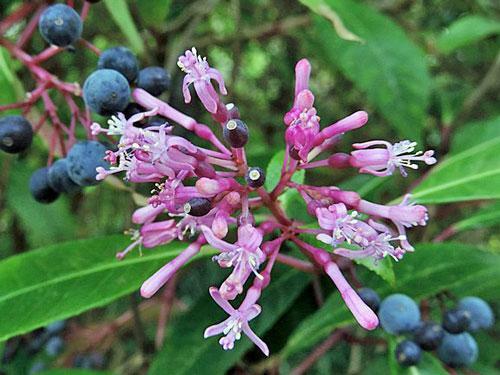 Fuchsia paniculata | Shrubby or Paniculate Fuchsia | 20 Seeds gallery