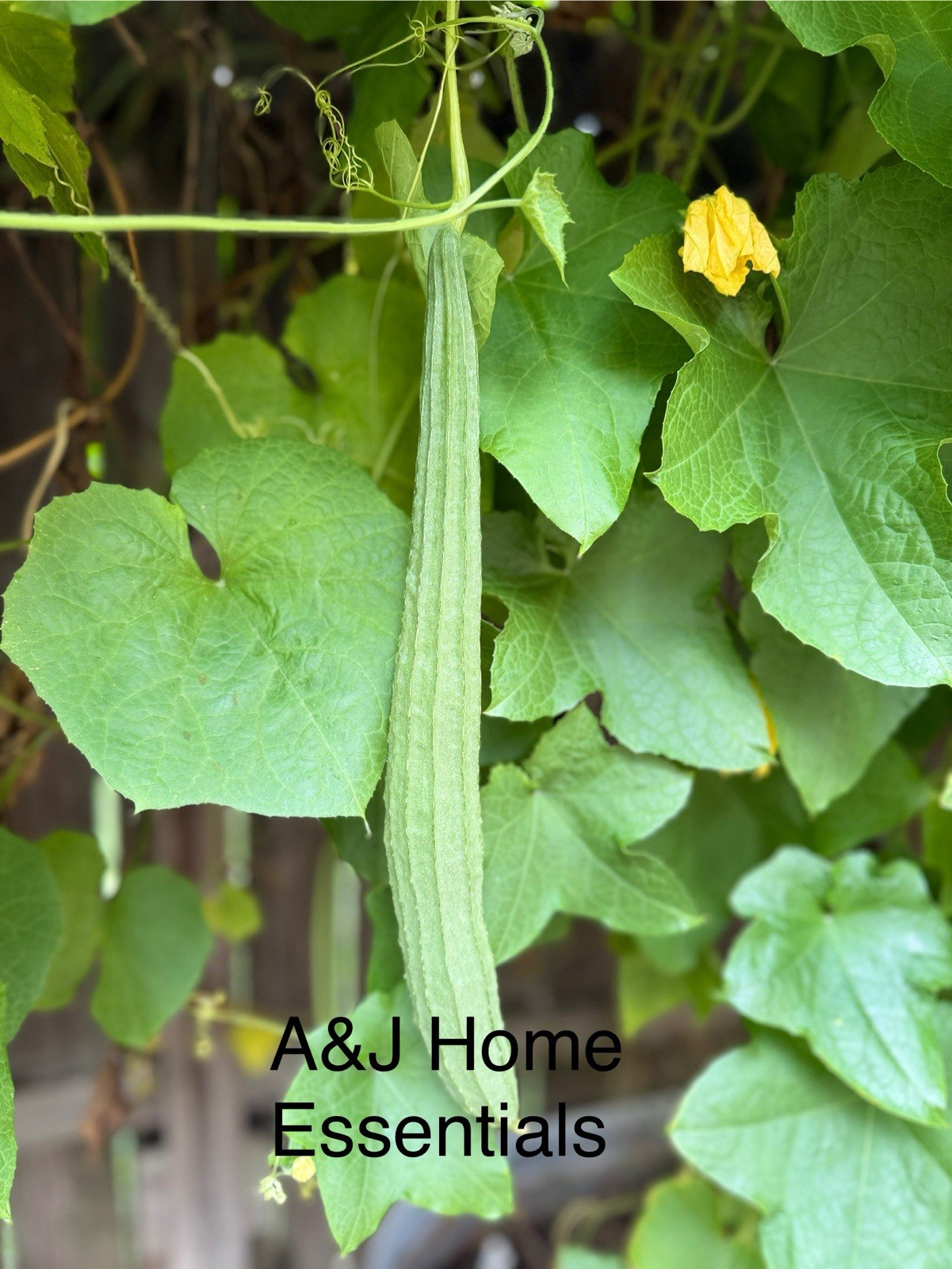 Luffa Seeds - Buab Moom - Hybrid - 2.grams gallery