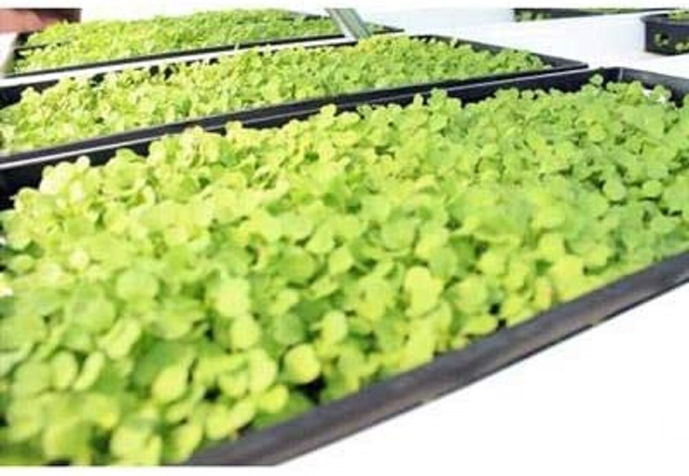 1020 Seed Starting Trays Flats HEAVY DUTY Seedlings No Holes 10"x20" FAST SHIP gallery