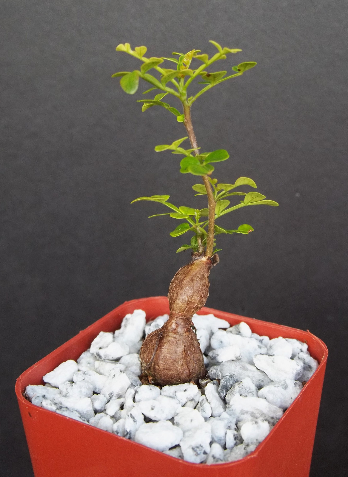 Operculicarya decaryi exotic rare madagascar natural bonsai plant caudex 2" pot gallery