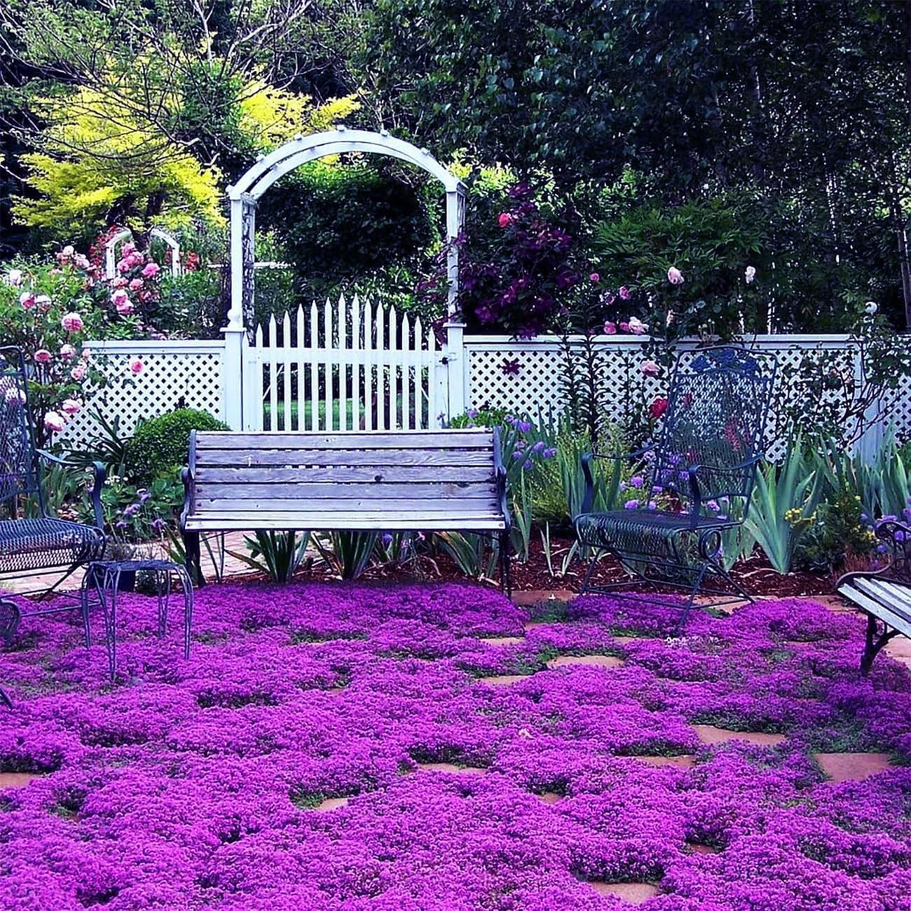 18000+ Magic Creeping Thyme Seeds for Planting Ground Cover Plants Heirloom Flow gallery
