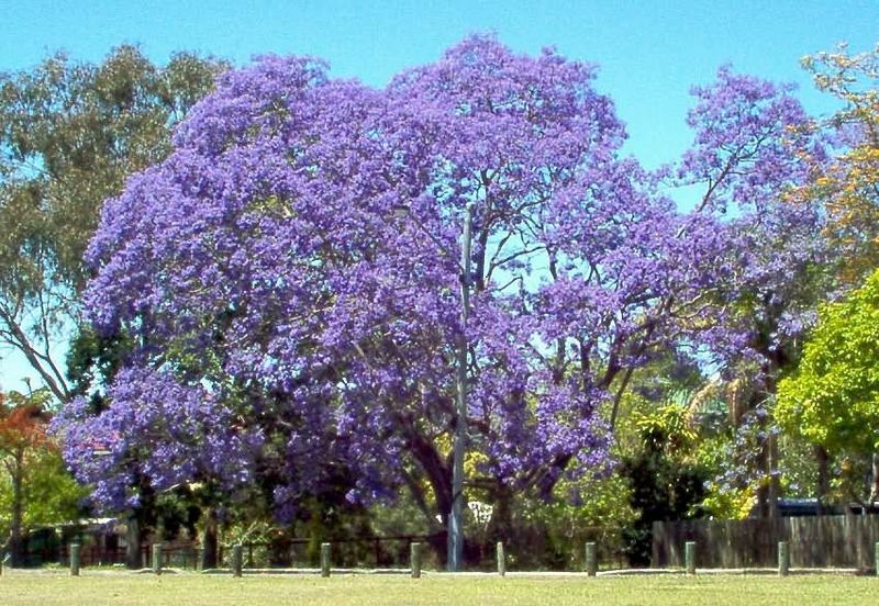 50 SEEDS - JACARANDA MIMOSIFOLIA TREE - Blue - GroCo USA - BUY 15-SHIPS FREE gallery