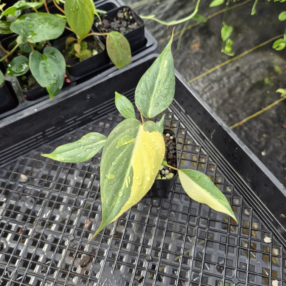 Philodendron Gloriosum variegated type 2, 2.5" pot, Fedex 2day*