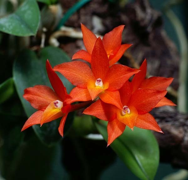 ORANGE BRAZIL MINIATURE CATTLEYA ORCHID SPECIES cernua BS mounted!! gallery