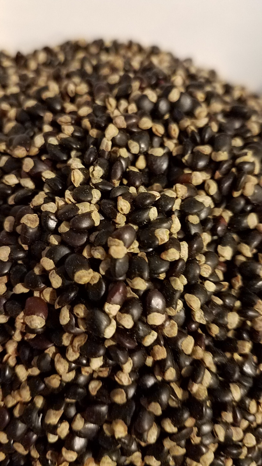 Tagasaste Tree Seed - Pkt 280 Seeds gallery