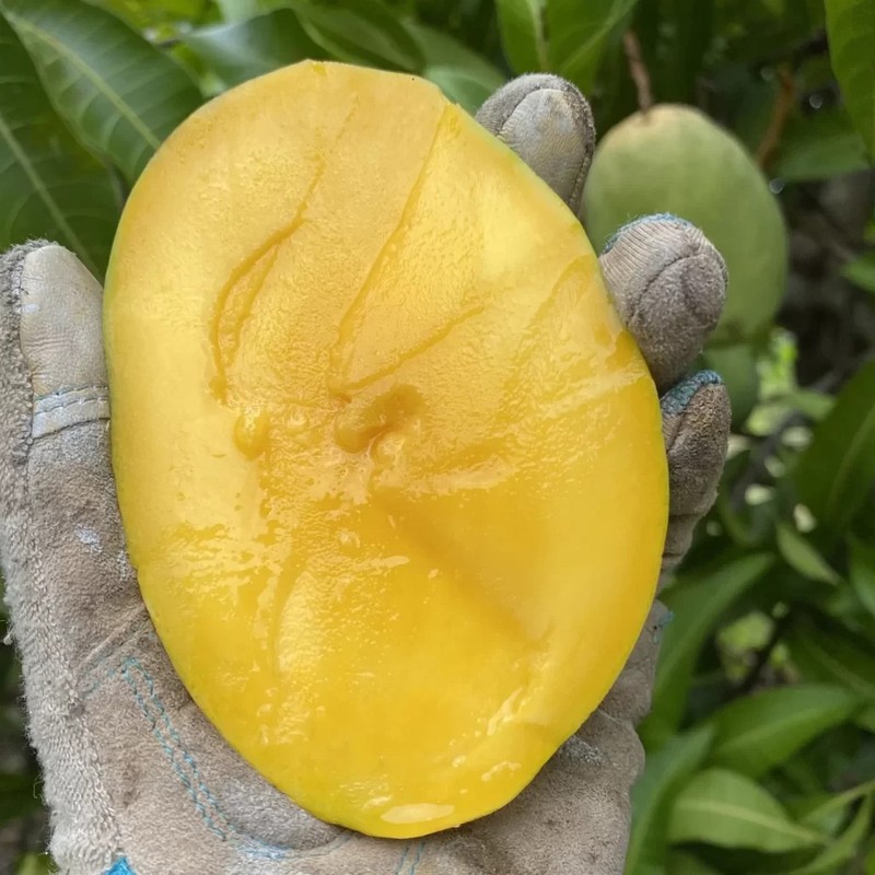 Grafted Coconut Cream Mango Tree – Premium Tropical Fruit Tree – Rare Variety gallery