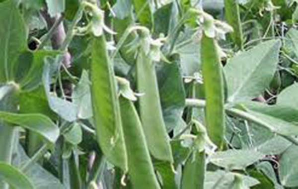 PEA SEED, LINCOLN PEAS, HEIRLOOM, NON GMO, 500+ SEEDS, PERFECT PEAS gallery