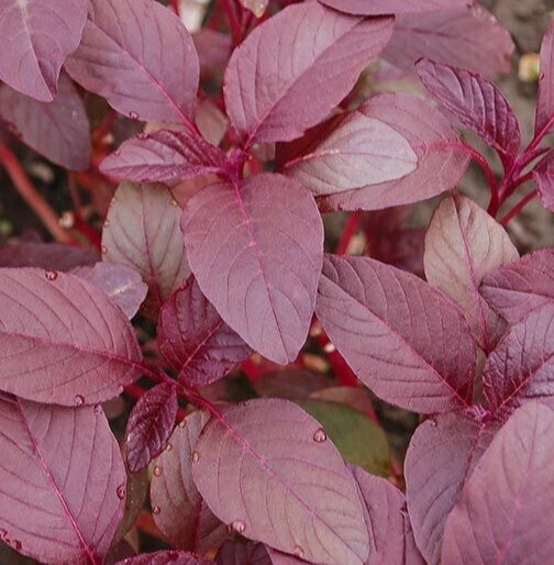 RED GARNET AMARANTH SEEDS 2000+ VEGETABLE annual HERB garden MICRO-GREENS nongmo gallery