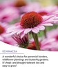 Attract Pollinators All Summer - 25 000 Wildflower Seeds 18 Varieties gallery