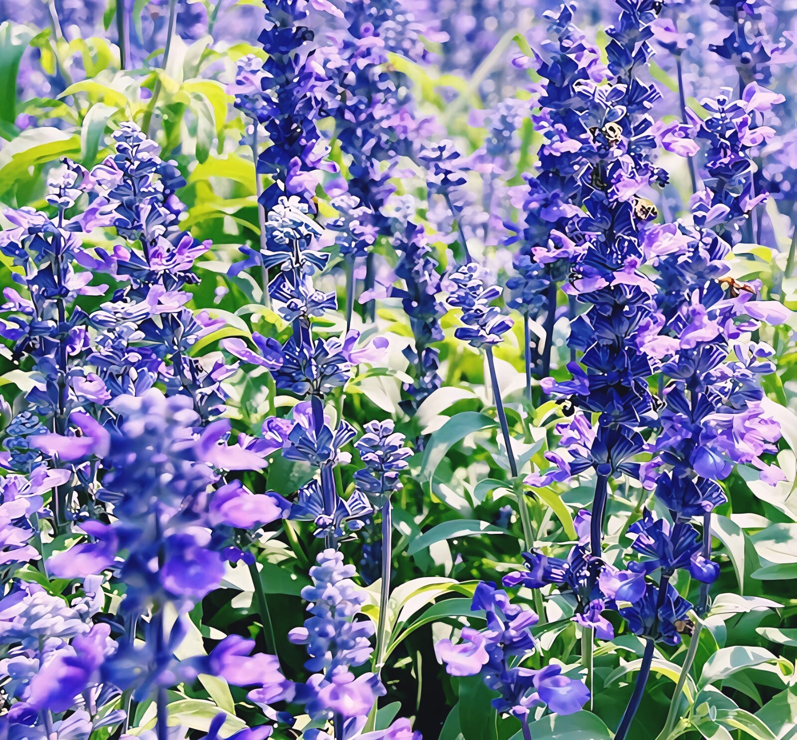 1000 ~ Hyssop Seeds, Bees & Butterflies, Blue-Violet. gallery