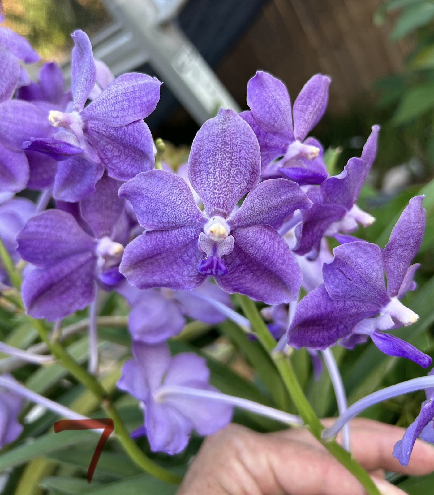 Vanda JDB X Tessellata Orchid Fragrant Has Keiki gallery