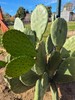 Rooted Prickly Pear Cactus Pad (8–12") – Live Opuntia Plant gallery