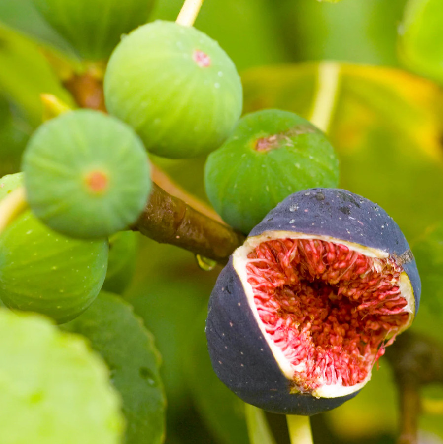 2 Brown Turkey Fig Tree – Live Starter Plants 4-6" Tall – Plant Rooted – No Pot gallery