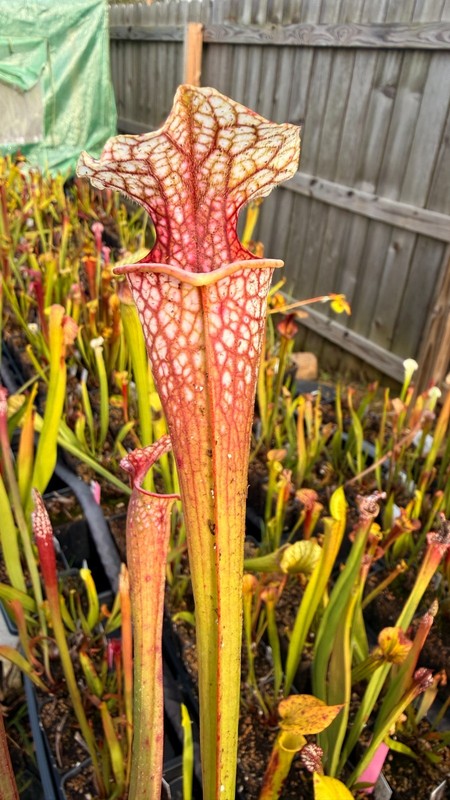 Sarracenia - 🔥🔥Drew McClain x Chalice of Malice🔥🔥 gallery