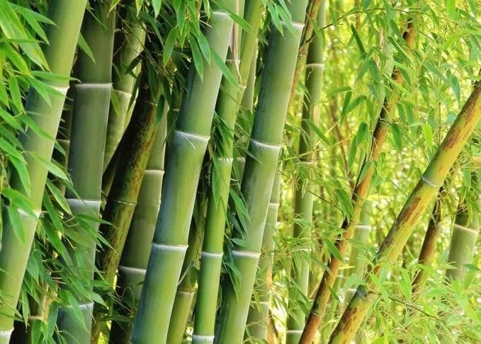 Giant Green Bamboo Seeds for Planting - 100 Bamboo Seeds Fast Growing gallery