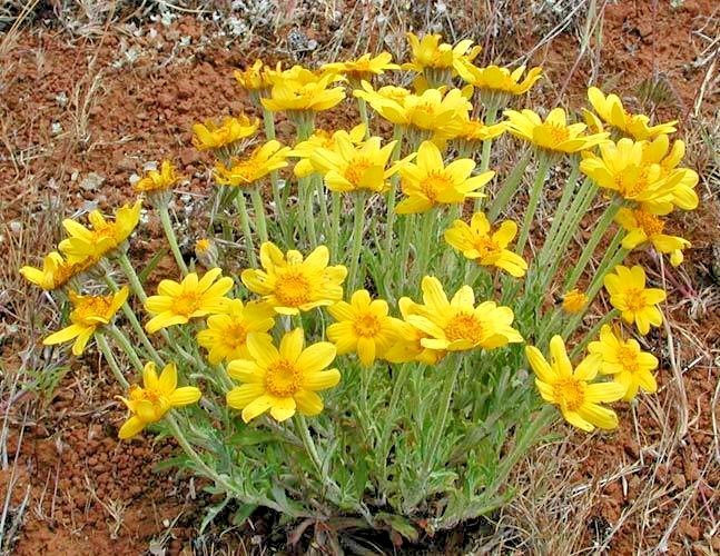 301+OREGON SUNSHINE Seeds Wooley Sunflower Native Wildflower Drought Poor Soils gallery