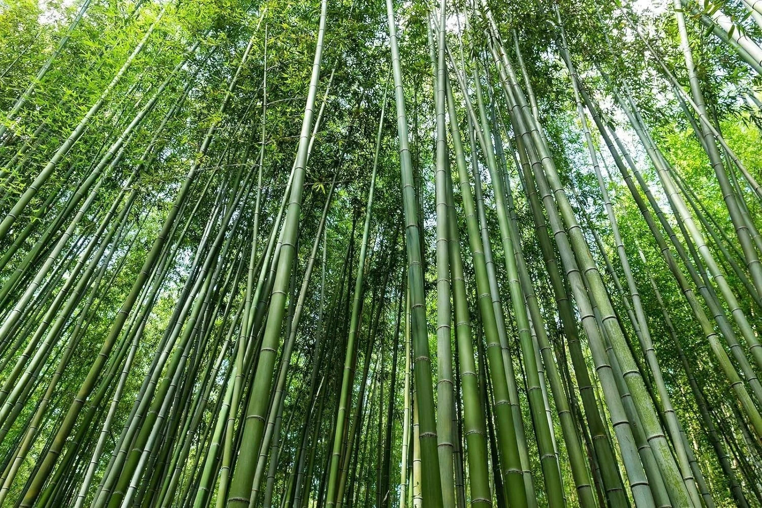 Giant Green Bamboo Seeds for Planting - 100 Bamboo Seeds Fast Growing gallery