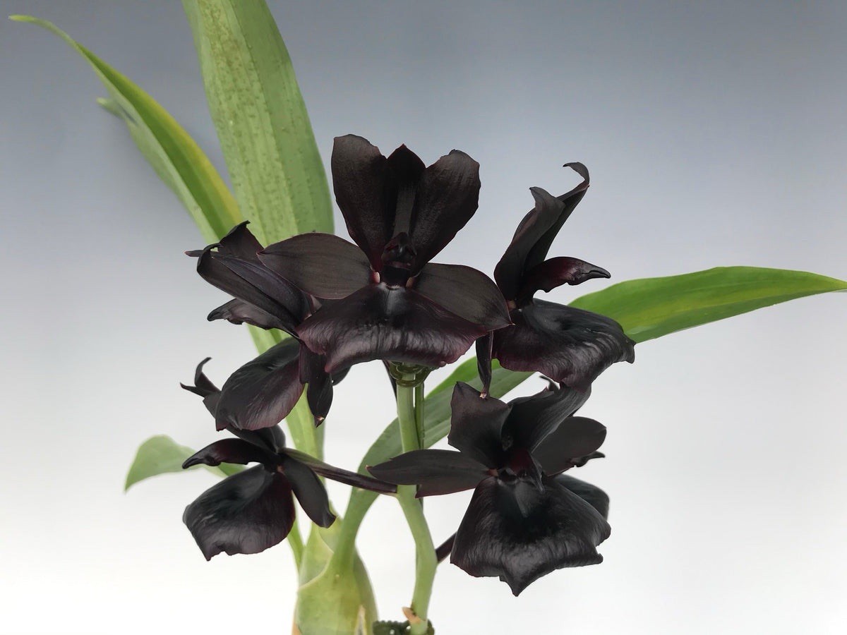 ORCHID PLANT Magic Mill 1 small starter bulb no pot bare root gallery