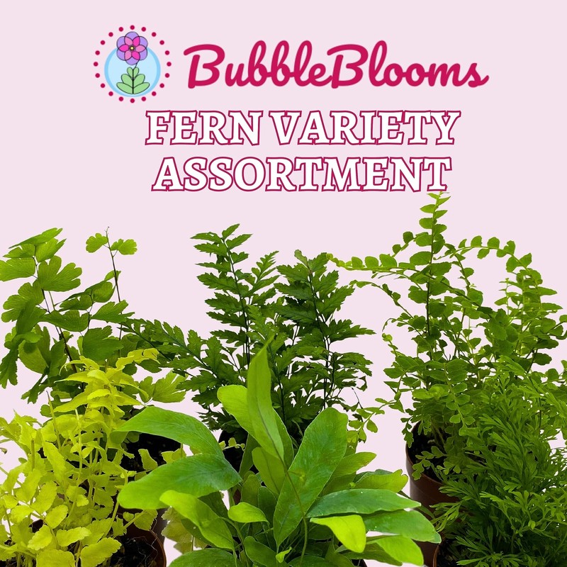 Fern Variety Assortment, 6 Different Fern Plants, in 2 inch pots, Super Cute, Be gallery