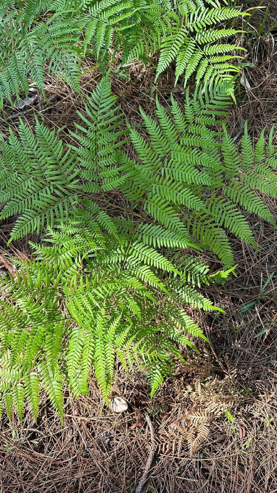 Eagle Ferns 2 Per Order Rare Heirloom In Pots gallery