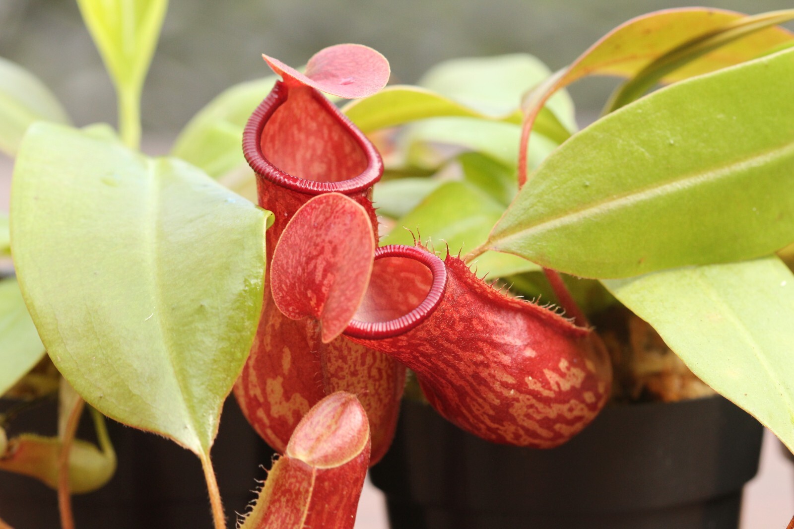 Nepenthes 'St Gaya' Pitcher Plant - LIVE Carnivorous - Small Beginner Friendly gallery