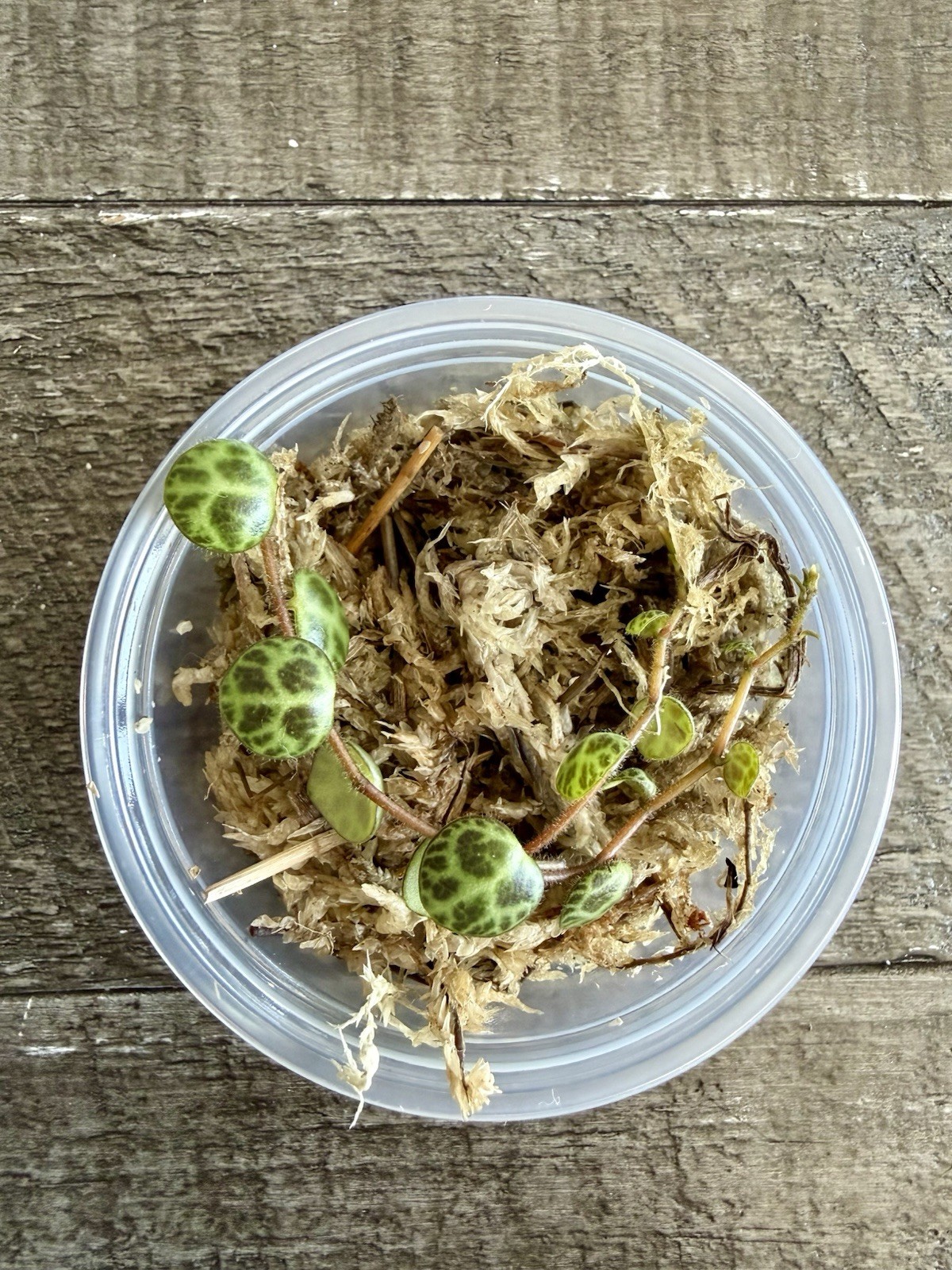 🐢 String Of Turtles - Peperomia Prostrata - Plant Start Propagation Kit gallery
