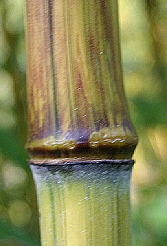 4 - Harbin Inversa Phyllostachys Bamboo -Colorful/Very Cold Hardy Down to -26 gallery