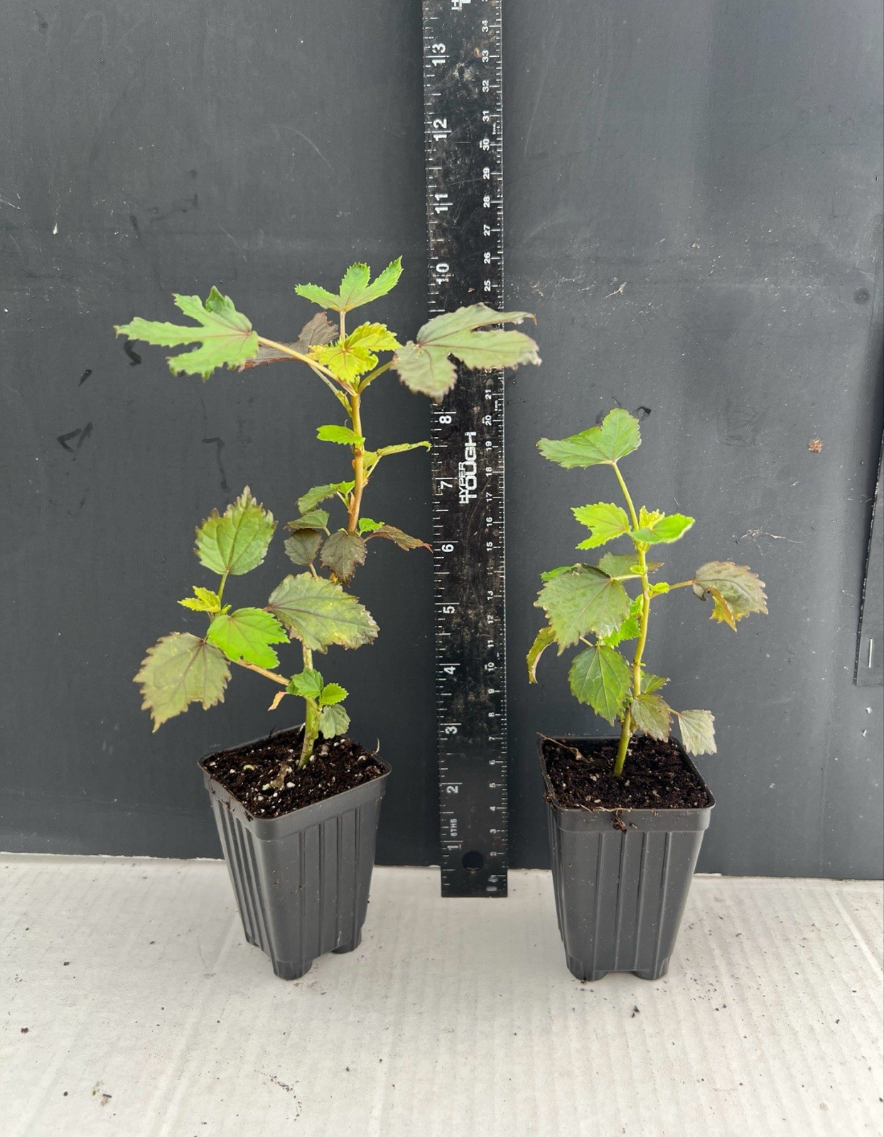 Midnight Marvel Hardy Hibiscus-SMALL ROOTED STARTER Plant-Hibiscus moscheuto gallery
