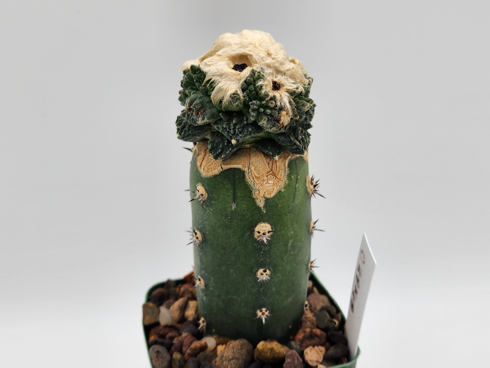 A. f. cv Godzilla Coral - Grafted gallery