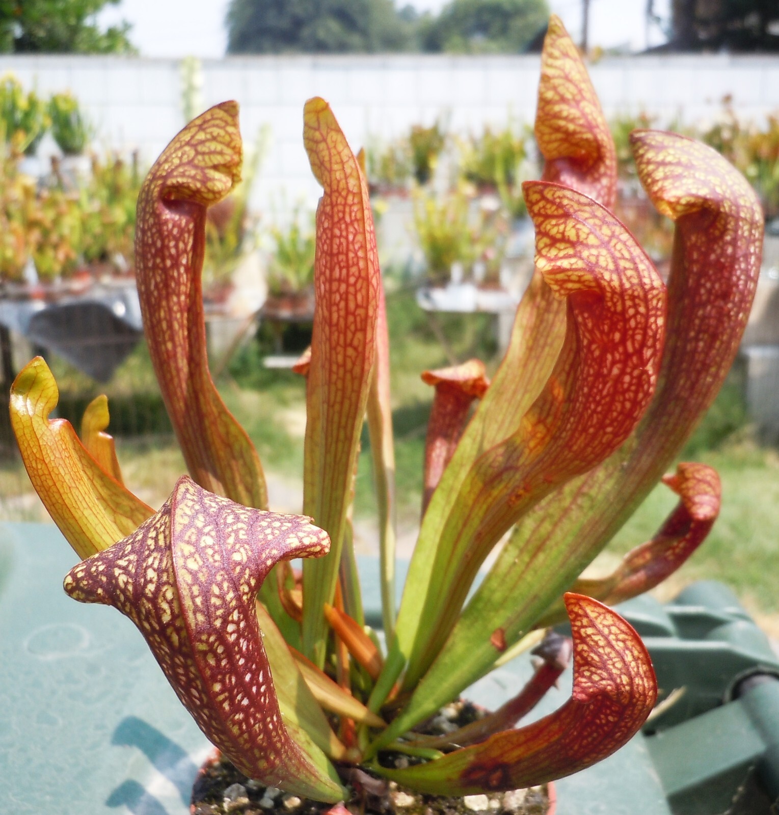 Live Carnivorous Plants - Sarracenia 'Dixie Lace' Pitcher Plant (Medium) gallery