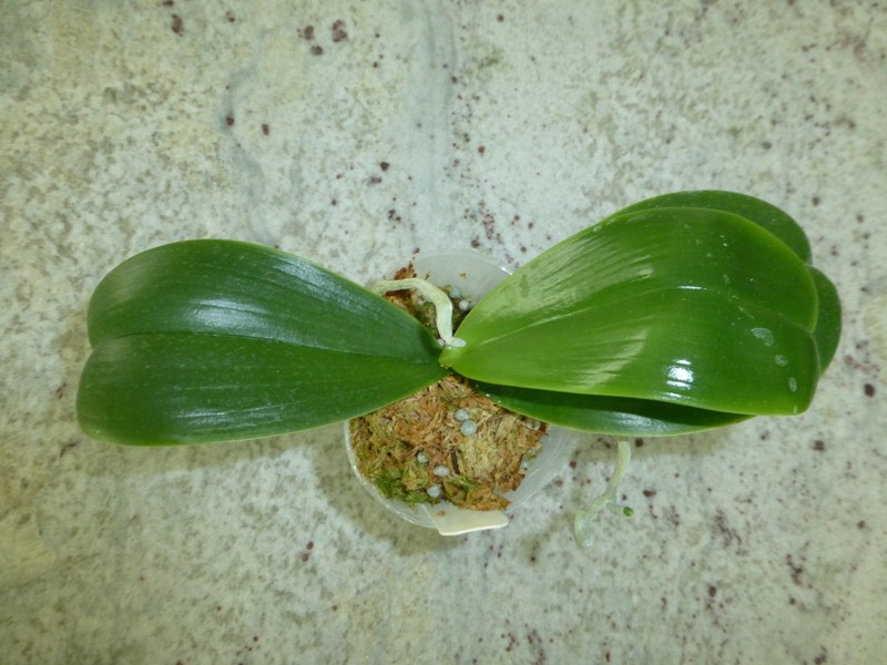 Fragrant Orchid Phalaenopsis Phal. cornu-cervi × Hawaii Dragon Girl In 3" Pot gallery