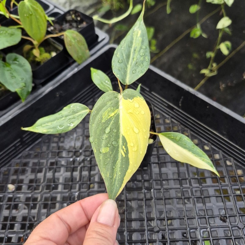 Philodendron Gloriosum variegated type 2, 2.5" pot, Fedex 2day* gallery