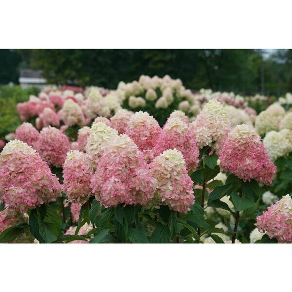 LIMELIGHT PRIME® Panicle Hydrangea shrub PP#32511 gallery